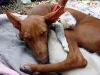 Cirneco Photo